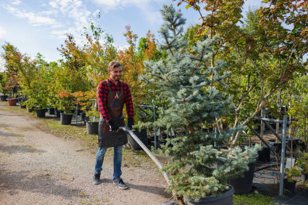 Tree Service Company in Braddock Hills, PA